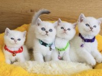 Show kalite maviş point British shorthair bebekleirm 