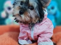 Şecereli Teacup Dişi Yorkshire Terrier Yavrumuz
