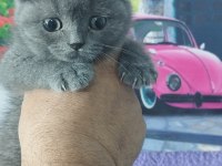 Fawn ve blue british shorthair yavrularım hazır