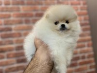 Üst Düzey Dişi Pomeranian Yavrular