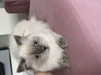 İnsanlarla arası çok iyi olan cana yakın bir yavrumuz kedim