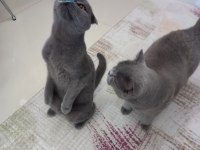Scottish fold erkek 3 yaşında