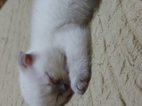 Scottish fold blue point