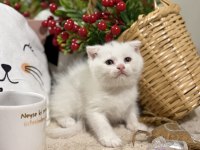Scottish Fold White