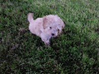 Maltipoo F2 Dişi