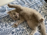 British shorthair çok sevimli