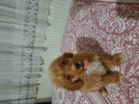 MALTİPOO ÖMÜRLÜK YUVASI ARANIYOR