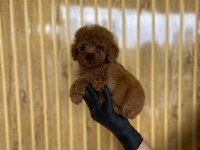 Toy Poodle Bebekler Referans Yavrular