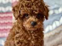 TOY POODLE KÖPEĞİMİZ