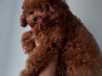 Toy poodle 6 aylık köpeğimiz