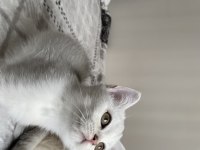 Sliver yavru kedi