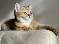 British shorthair gold