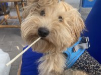 Yuvarlak surat maltipoo