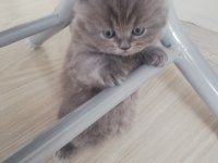 British longhair yavrularım hazırlar