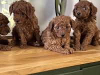 TOY POODLE BEBEKLERİM SAKARYA