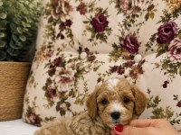 MALTİPOO ÖZEL RENK OĞLUMUZ