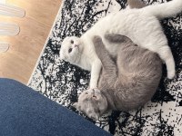 Scottish fold kedimiz 1 yaşında