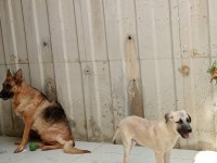2,5 aylık kangal yavrusu