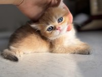Ny11 Golden Harika Kalite Golden British Shorthair