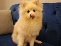 Pomeranian boo köpeği 10 aylık