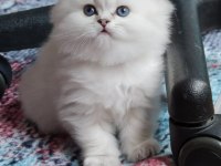 Silver british longhair dişi ve erkek bebekler