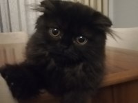Siyah british longhair