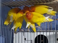Lutino albino cennet papağanı