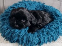 Black yorkshire terrier