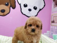 F2 MALTİPOO YAVRULARI