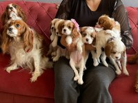 Sağlık ırk garantili cavalier king charles yavrular