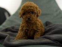 Toy Poodle Bebekleri
