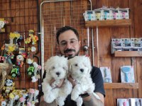 Hiç büyümeyen bembeyaz maltese terrier