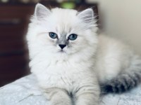 SAFKAN BRİTİSH LONGHAİR / SHORTHAİR ERKEK YAVRULARIMIZ