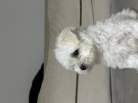 A kalite maltese terrier 3 aylık