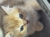 Sarı renkte ny12 british shorthair bebekler