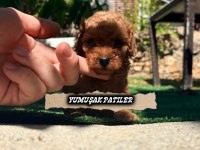 Red Brown Toy Poodle