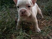 Sevimli French Bulldog Yavrularımız