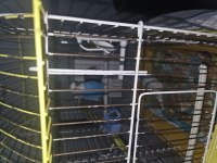 1 ve 2 aylık muhabbet kuşu