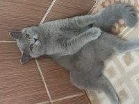 British shorthair kızımızı sahiplendiriyoruz