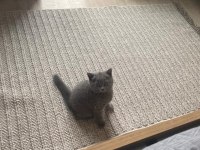2 Aylık Scottish Fold