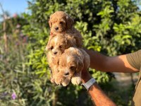 Maltipoo yavruları