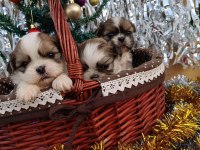 Orjinal Shih Tzu yavrularım
