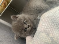 Yavru british longhair
