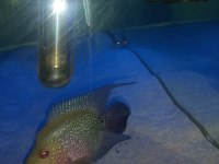 FLOWERHORN