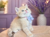 Golden British Shorthair Paşam Hazır
