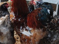BLUE PORSELEN BRAHMA KULUÇKALIK YUMURTA & CİVCİV