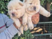 Chow chow bebeklerimiz