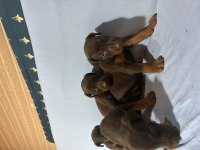 DOBERMAN RED