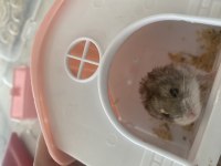 Genç veya Yetişkin Hamsterlar