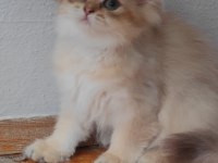 British longhair golden